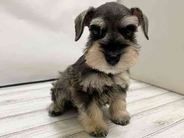 和歌山県のミニチュアシュナウザー (ひごペットフレンドリーパームシティ和歌山店/2025年11月9日生まれ/男の子/ソルトペッパー)の子犬の3枚目の画像