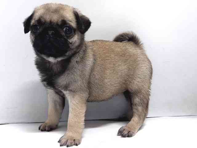 奈良県のパグ (ひごペットフレンドリー奈良パワーシティ店/2025年11月9日生まれ/女の子/フォーン)の子犬の3枚目の画像