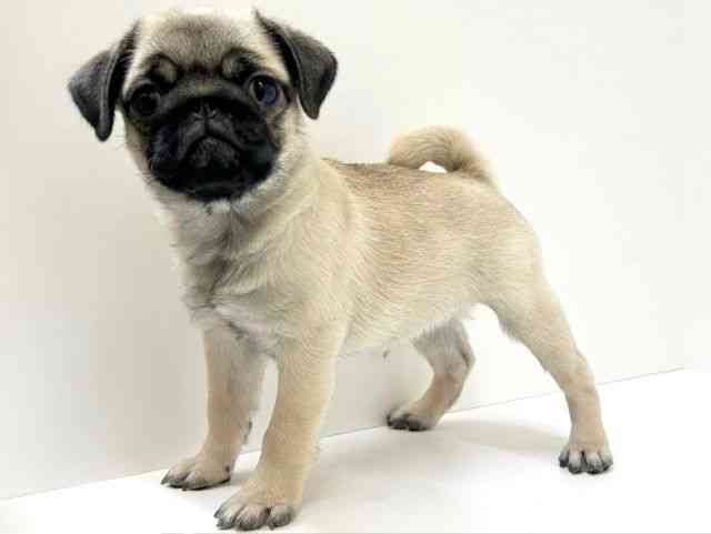 兵庫県のパグ (ひごペットフレンドリーブルメールHAT神戸店/2025年11月9日生まれ/女の子/フォーン)の子犬の3枚目の画像