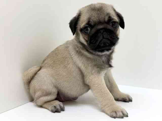 兵庫県のパグ (ひごペットフレンドリーブルメールHAT神戸店/2025年11月9日生まれ/女の子/フォーン)の子犬の3枚目の画像