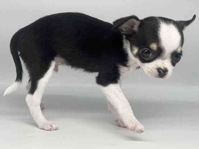 徳島県のチワワ(スムース) (ひごペットフレンドリーゆめタウン徳島店/2025年11月9日生まれ/男の子/ブラックタンホワイト)の子犬の3枚目の画像