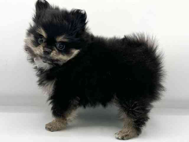 大阪府のポメチワ/チワポメ/ポメチー(ポメラニアン×チワワ) (ひごペットフレンドリーららぽーとEXPOCITY店/2025年11月9日生まれ/女の子/ブラックタン)の子犬の3枚目の画像