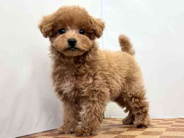 愛媛県のトイプードル(トイ) (ひごペットフレンドリーエミフルMASAKI店/2025年11月7日生まれ/女の子/オレンジフォーン)の子犬の3枚目の画像