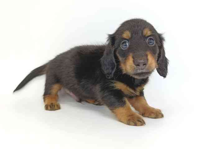 大阪府のミニチュアダックスフンド(ロング) (ひごペットフレンドリー泉ヶ丘店/2025年10月30日生まれ/男の子/ブラックタン)の子犬の3枚目の画像