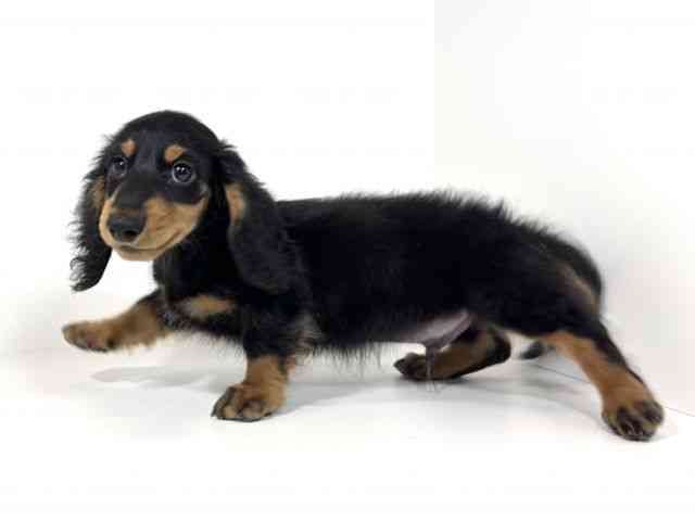 兵庫県のカニンヘンダックスフンド(ロング) (ひごペットフレンドリーイトーヨーカドー明石店/2025年11月2日生まれ/男の子/ブラックタン)の子犬の3枚目の画像