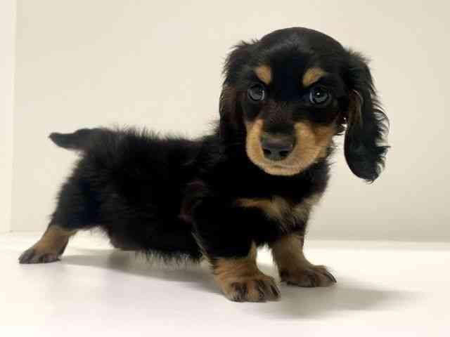 兵庫県のカニンヘンダックスフンド(ロング) (ひごペットフレンドリーイトーヨーカドー明石店/2025年11月2日生まれ/男の子/ブラックタン)の子犬の3枚目の画像