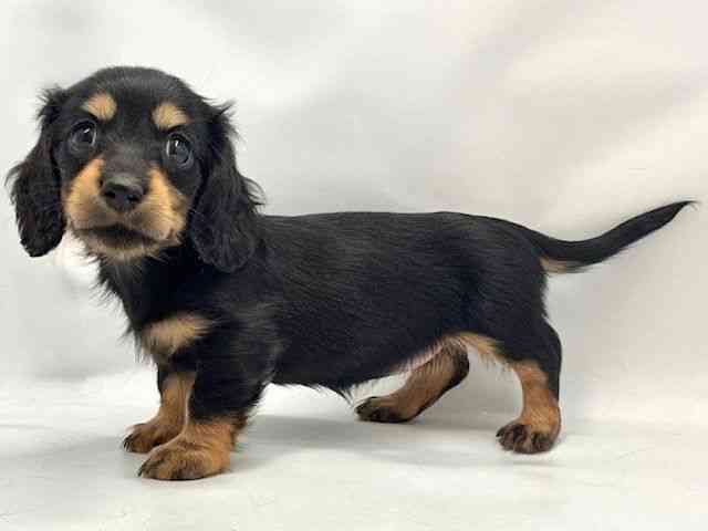 大阪府のミニチュアダックスフンド(ロング) (ひごペットフレンドリー東淀川店/2025年11月2日生まれ/女の子/ブラックタン)の子犬の3枚目の画像