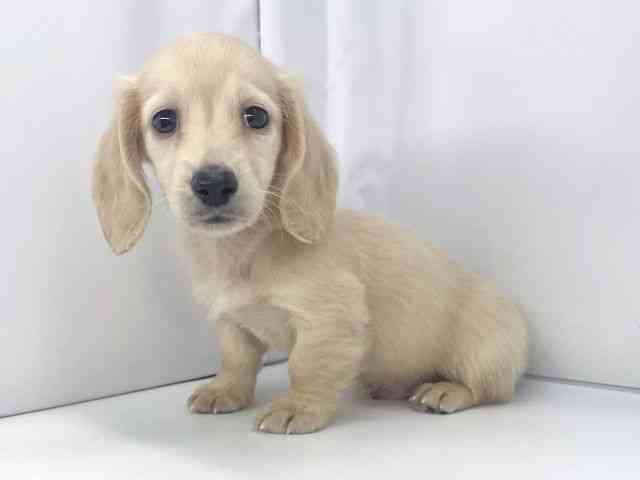 兵庫県のミニチュアダックスフンド(ロング) (ひごペットフレンドリーイオンタウン加古川店/2025年11月1日生まれ/男の子/イエロー)の子犬の3枚目の画像