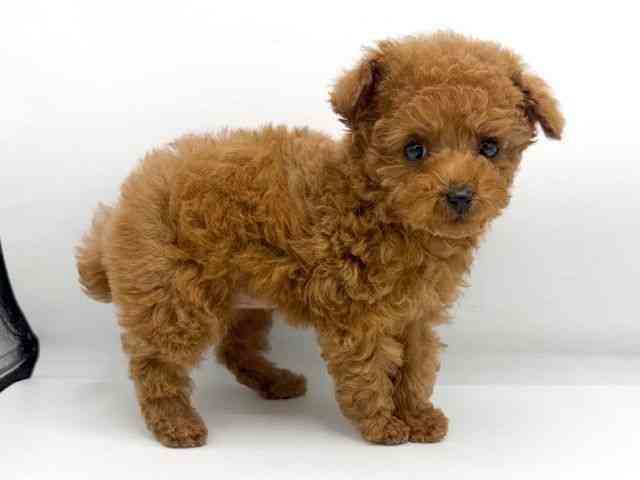 大阪府のトイプードル(トイ) (ひごペットフレンドリーららぽーとEXPOCITY店/2025年11月2日生まれ/女の子/レッドフォーン)の子犬の3枚目の画像