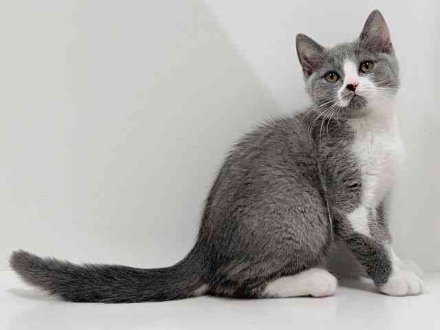 奈良県のブリティッシュショートヘアー (ひごペットフレンドリーイオンモール橿原ウエスト・ビレッジ店/2025年10月1日生まれ/男の子/ブルーホワイト)の子猫の3枚目の画像