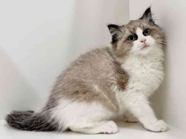 奈良県のラグドール (ひごペットフレンドリーイオンモール橿原ウエスト・ビレッジ店/2025年10月19日生まれ/女の子/シールポイントバイカラー)の子猫の3枚目の画像