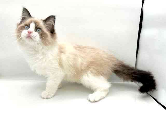 島根県のラグドール (ひごペットフレンドリーイオン松江ショッピングセンター店/2025年10月19日生まれ/男の子/シールポイントバイカラー)の子猫の3枚目の画像