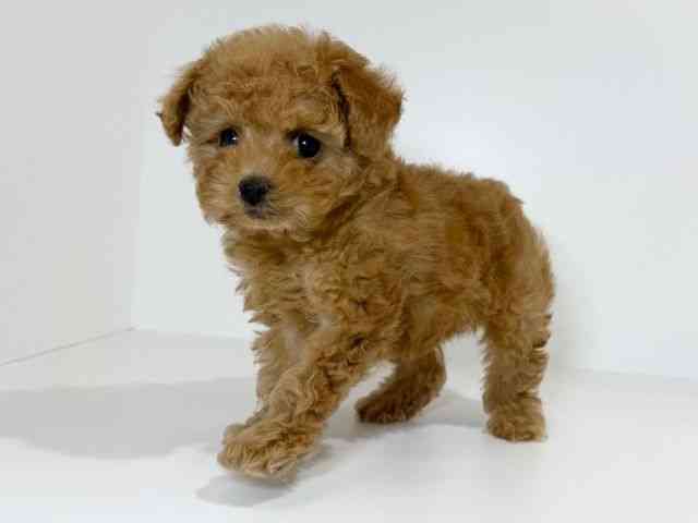 兵庫県のトイプードル(トイ) (ひごペットフレンドリーイトーヨーカドー明石店/2025年11月9日生まれ/女の子/オレンジフォーン)の子犬の3枚目の画像