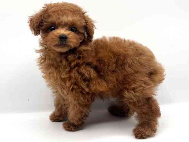 京都府のトイプードル(トイ) (ひごペットフレンドリーイオンモール高の原店/2025年11月2日生まれ/女の子/レッドフォーン)の子犬の3枚目の画像