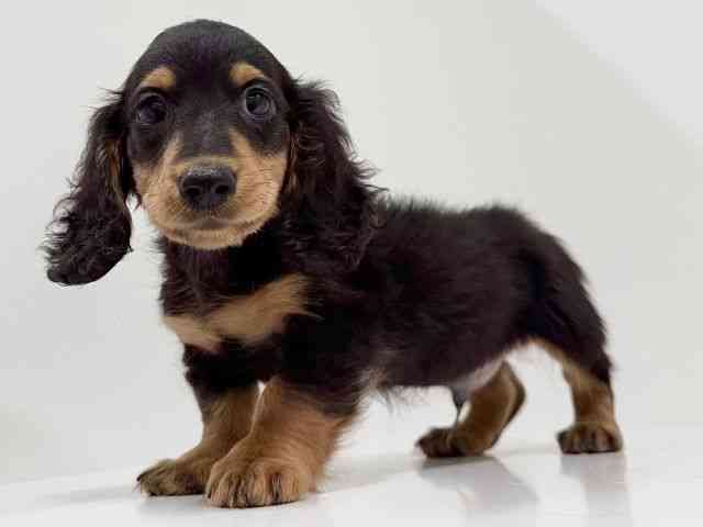 奈良県のミニチュアダックスフンド(ロング) (ひごペットフレンドリーイオンモール橿原ウエスト・ビレッジ店/2025年11月5日生まれ/男の子/ブラックタン)の子犬の3枚目の画像