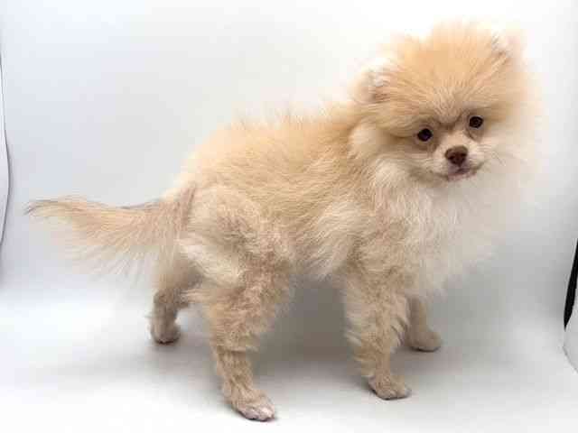 奈良県のポメラニアン (ひごペットフレンドリー田原本店/2025年11月8日生まれ/男の子/クリーム)の子犬の3枚目の画像