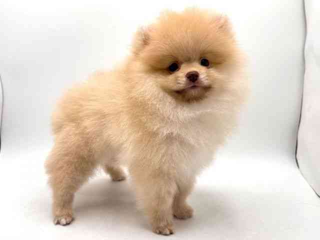 奈良県のポメラニアン (ひごペットフレンドリー田原本店/2025年11月8日生まれ/男の子/クリーム)の子犬の3枚目の画像