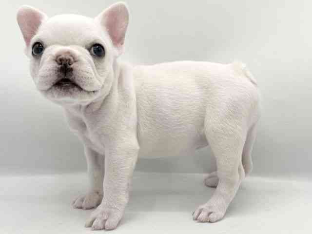 大阪府のフレンチブルドッグ (ひごペットフレンドリーららぽーとEXPOCITY店/2025年11月8日生まれ/女の子/クリーム)の子犬の3枚目の画像