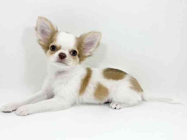 京都府のチワワ(ロング) (ひごペットフレンドリーイズミヤショッピングセンター八幡店/2025年11月8日生まれ/男の子/チョコレートフォーンホワイト)の子犬の3枚目の画像