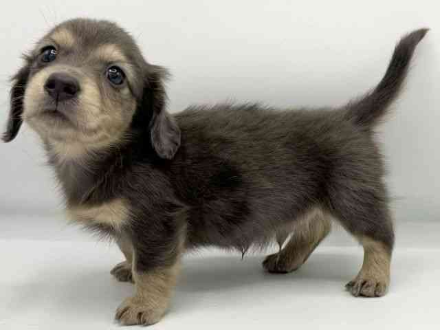 大阪府のミニチュアダックスフンド(ロング) (ひごペットフレンドリーららぽーとEXPOCITY店/2025年11月8日生まれ/男の子/ブルーダップル)の子犬の3枚目の画像