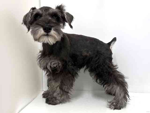 大阪府のミニチュアシュナウザー (ひごペットフレンドリーベルファⅡ都島店/2025年11月9日生まれ/男の子/ソルトペッパー)の子犬の3枚目の画像