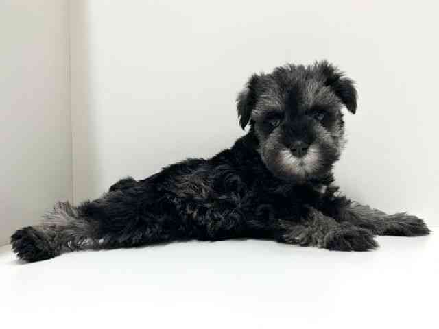 愛知県のミニチュアシュナウザー (ひごペットフレンドリーららぽーと名古屋みなとアクルス店/2025年11月7日生まれ/女の子/ソルトペッパー)の子犬の3枚目の画像