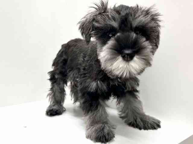 愛知県のミニチュアシュナウザー (ひごペットフレンドリーららぽーと名古屋みなとアクルス店/2025年11月7日生まれ/女の子/ソルトペッパー)の子犬の3枚目の画像