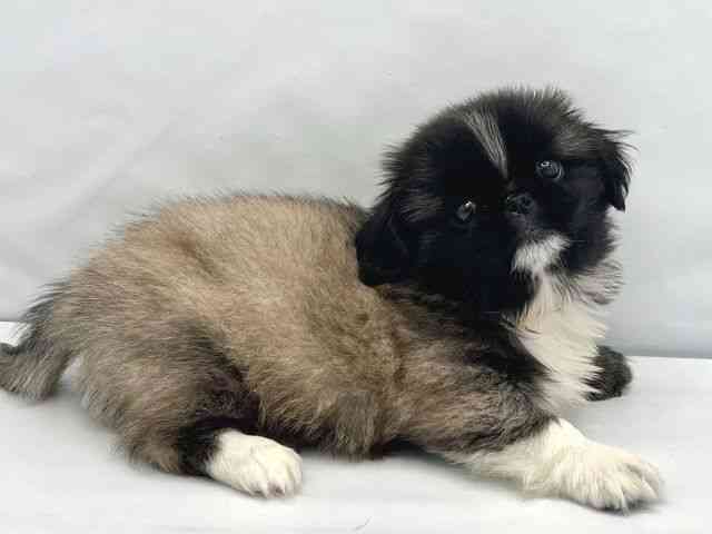 大阪府のペキニーズ (ひごペットフレンドリーイトーヨーカドー津久野店/2025年11月8日生まれ/男の子/フォーン)の子犬の3枚目の画像