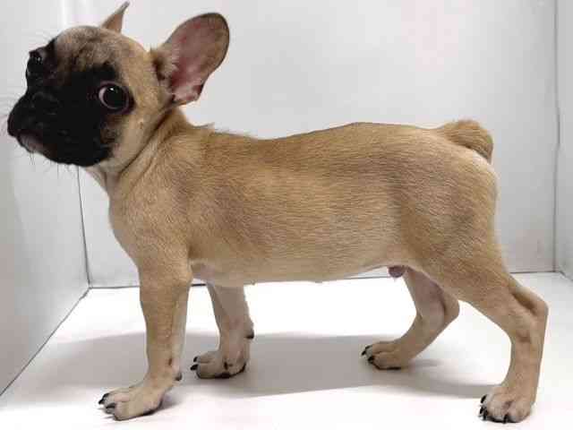 奈良県のフレンチブルドッグ (ひごペットフレンドリー奈良パワーシティ店/2025年11月6日生まれ/男の子/フォーン)の子犬の3枚目の画像