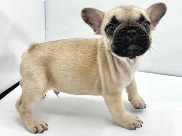 大阪府のフレンチブルドッグ (ひごペットフレンドリーイトーヨーカドー津久野店/2025年11月6日生まれ/男の子/フォーン)の子犬の3枚目の画像