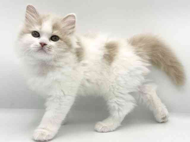 大阪府のサイベリアン (ひごペットフレンドリーららぽーとEXPOCITY店/2025年11月8日生まれ/女の子/カメオホワイト)の子猫の3枚目の画像