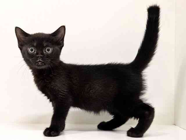 福岡県のボンベイ (ひごペットフレンドリーリバーウォーク北九州店/2025年11月8日生まれ/女の子/ブラック)の子猫の3枚目の画像