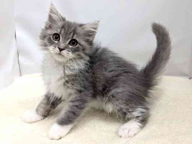 広島県のサイベリアン (ひごペットフレンドリーゆめタウン廿日市店/2025年11月9日生まれ/男の子/ブルータビーホワイト)の子猫の3枚目の画像