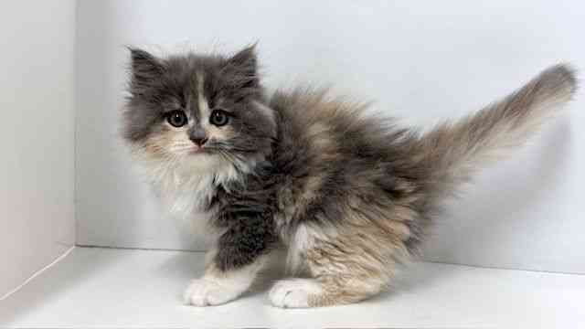 大阪府のサイベリアン (ひごペットフレンドリーベルファⅡ都島店/2025年11月9日生まれ/女の子/ダイリュートキャリコ)の子猫の3枚目の画像