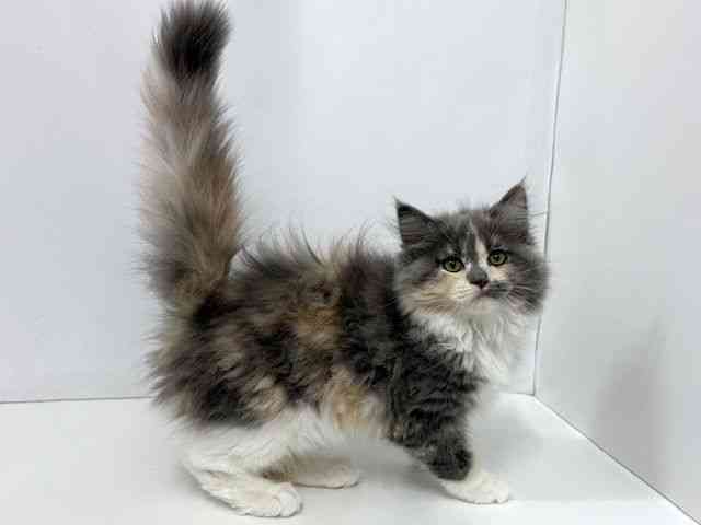 大阪府のサイベリアン (ひごペットフレンドリーベルファⅡ都島店/2025年11月9日生まれ/女の子/ダイリュートキャリコ)の子猫の3枚目の画像