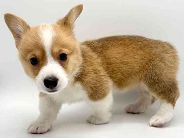 大阪府のウェルシュコーギーペンブローク (ひごペットフレンドリーみのおキューズモール店/2025年11月8日生まれ/男の子/セーブルホワイト)の子犬の3枚目の画像