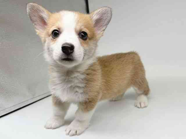 大阪府のウェルシュコーギーペンブローク (ひごペットフレンドリー瓜破店/2025年11月8日生まれ/男の子/セーブルホワイト)の子犬の3枚目の画像