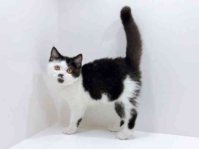 広島県のブリティッシュショートヘアー (ひごペットフレンドリーフジグラン神辺店/2025年11月9日生まれ/女の子/ブラックホワイト)の子猫の3枚目の画像