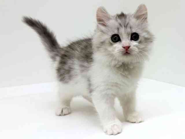 兵庫県のサイベリアン (ひごペットフレンドリーブルメールHAT神戸店/2025年10月29日生まれ/男の子/シルバータビーホワイト)の子猫の3枚目の画像