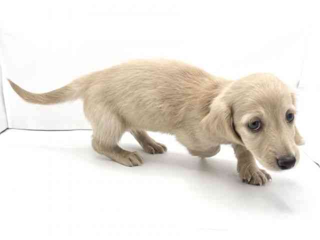 兵庫県のミニチュアダックスフンド(ロング) (ひごペットフレンドリークラウンパーク伊丹店/2025年11月7日生まれ/男の子/イエロー)の子犬の3枚目の画像