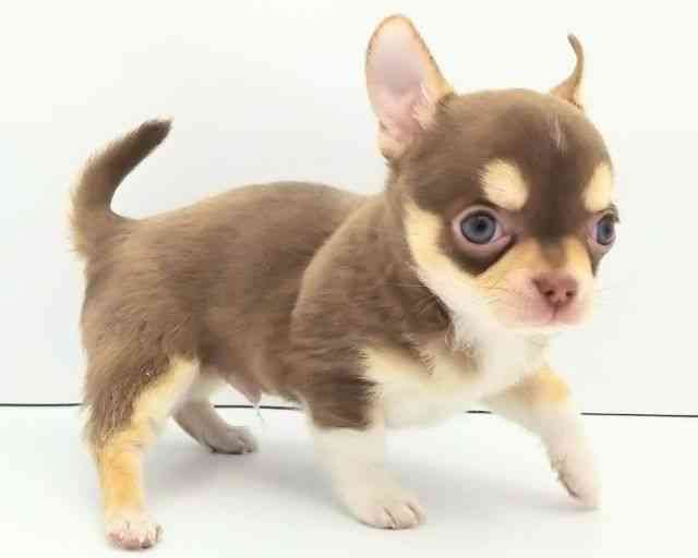 兵庫県のチワワ(スムース) (ひごペットフレンドリークラウンパーク伊丹店/2025年11月8日生まれ/男の子/チョコレートタンホワイト)の子犬の3枚目の画像