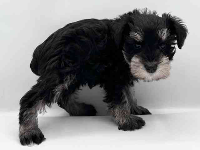 島根県のミニチュアシュナウザー (ひごペットフレンドリーイオン松江ショッピングセンター店/2025年11月9日生まれ/女の子/ブラックシルバー)の子犬の3枚目の画像