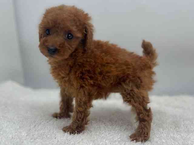 島根県のトイプードル(トイ) (ひごペットフレンドリーイオンモール出雲店/2025年11月9日生まれ/女の子/レッド)の子犬の3枚目の画像