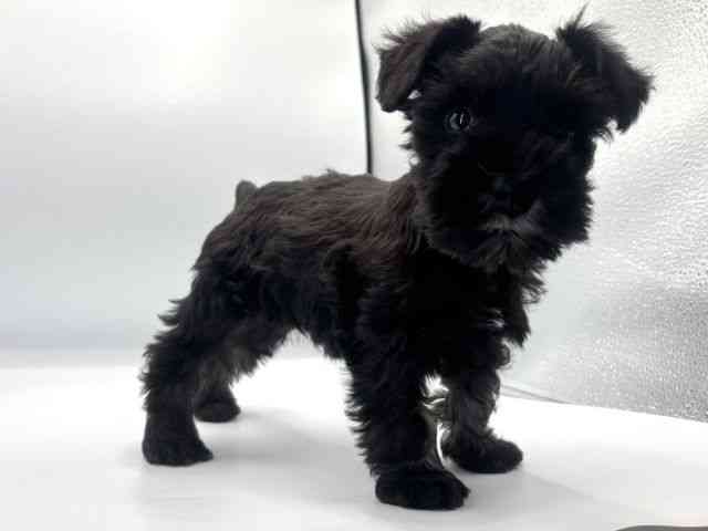 愛知県のミニチュアシュナウザー (ひごペットフレンドリープライムツリー赤池店/2025年11月8日生まれ/女の子/ソルトペッパー)の子犬の3枚目の画像