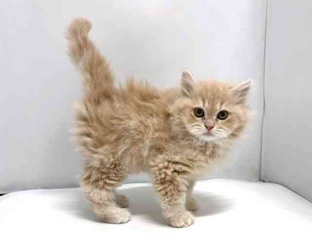 奈良県のラガマフィン (ひごペットフレンドリー奈良パワーシティ店/2025年11月7日生まれ/男の子/クリームタビーホワイト)の子猫の3枚目の画像