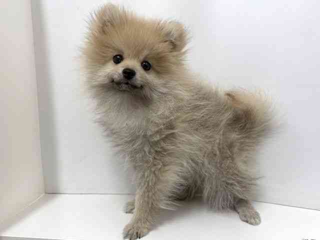 大阪府のポメラニアン (ひごペットフレンドリーベルファⅡ都島店/2025年11月7日生まれ/男の子/クリームセーブル)の子犬の3枚目の画像