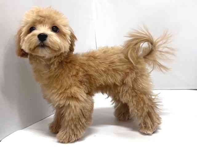 奈良県のマルプー(マルチーズ×プードル) (ひごペットフレンドリー奈良パワーシティ店/2025年11月8日生まれ/男の子/アプリコット)の子犬の3枚目の画像