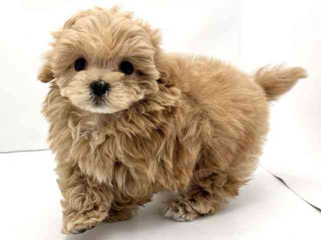 兵庫県のマルプー(マルチーズ×プードル) (ひごペットフレンドリークラウンパーク伊丹店/2025年11月8日生まれ/男の子/アプリコット)の子犬の3枚目の画像