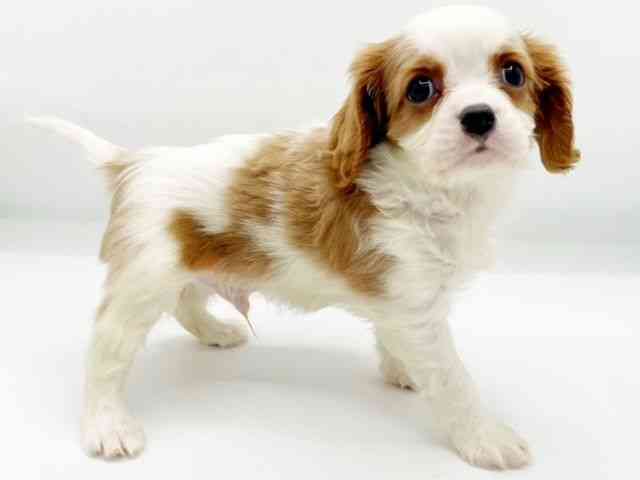 兵庫県のキャバリアキングチャールズスパニエル (ひごペットフレンドリーコロワ甲子園店/2025年11月5日生まれ/男の子/ブレンハイム)の子犬の3枚目の画像