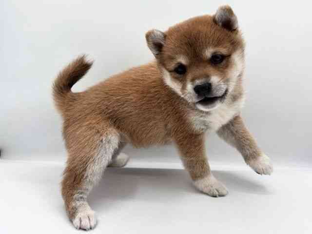 島根県の柴犬(標準サイズ) (ひごペットフレンドリーイオン松江ショッピングセンター店/2025年11月8日生まれ/女の子/赤)の子犬の3枚目の画像